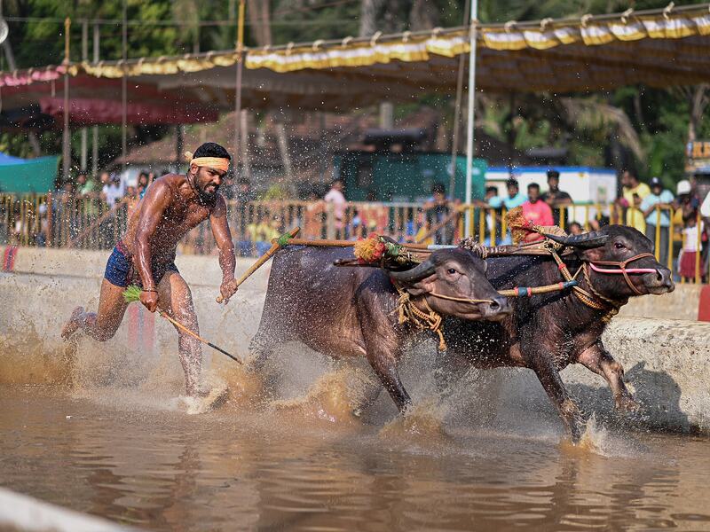 A Kambala runner drives a pair of buffaloes down the water track, spray flying.